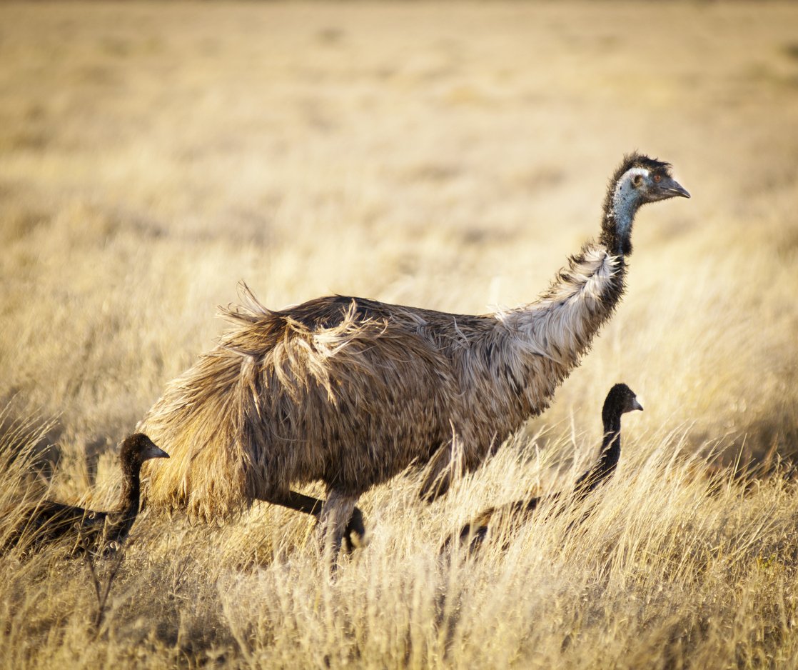 An Emu with her chicks