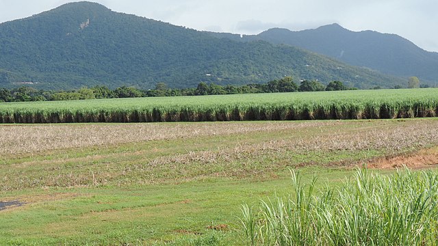 Sugar cane fields Cairns